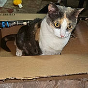 Lexi joined the competition — help win amazing prizes! cat, calico_cat, animal, pet, feline, box, cardboard, indoors, sitting, portrait, whiskers, yellow_eyes, white_fur, orange_fur, gray_fur, brown_fur, rug, furniture, packing_tape, curious