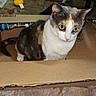 cat, calico_cat, animal, pet, feline, box, cardboard, indoors, sitting, portrait, whiskers, yellow_eyes, white_fur, orange_fur, gray_fur, brown_fur, rug, furniture, packing_tape, curious