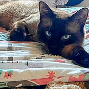Cappuccino is registered to the contest to win money with this photo: cat, siamese_cat, blue_eyes, paw, bed, blanket, pattern, cozy, feline, pet, resting, indoor, close_up, fur, whiskers, relaxed, animal, cute, soft, comfort