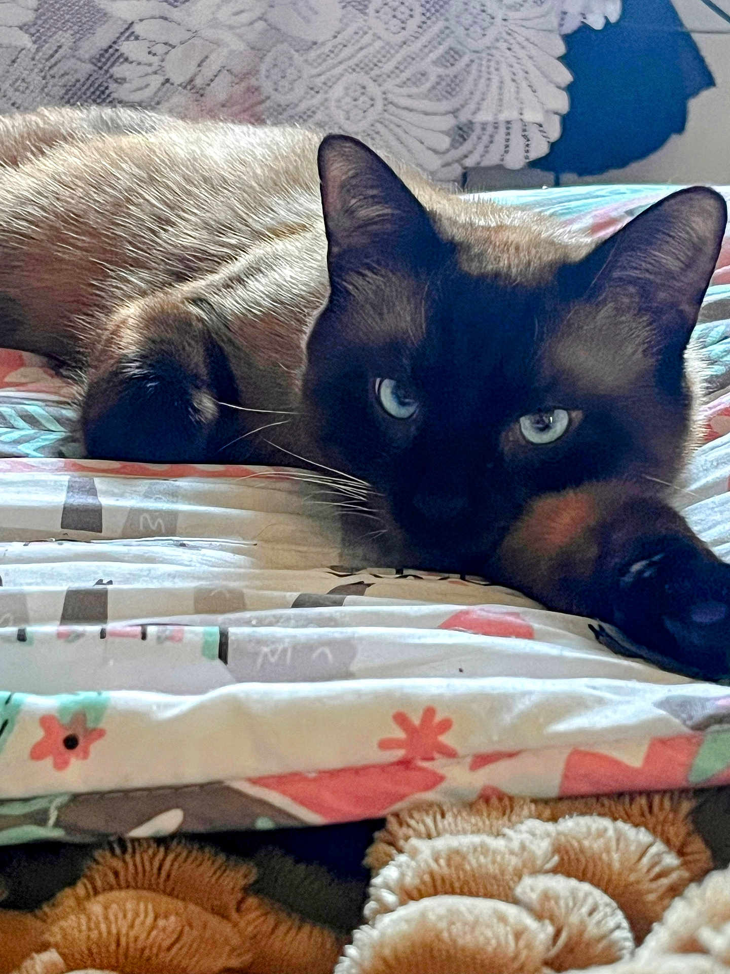 Cappuccino is registered to the contest to win money with this photo: cat, siamese_cat, blue_eyes, paw, bed, blanket, pattern, cozy, feline, pet, resting, indoor, close_up, fur, whiskers, relaxed, animal, cute, soft, comfort