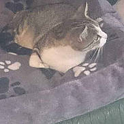 Dora participe au concours pour gagner de l'argent avec cette photo :