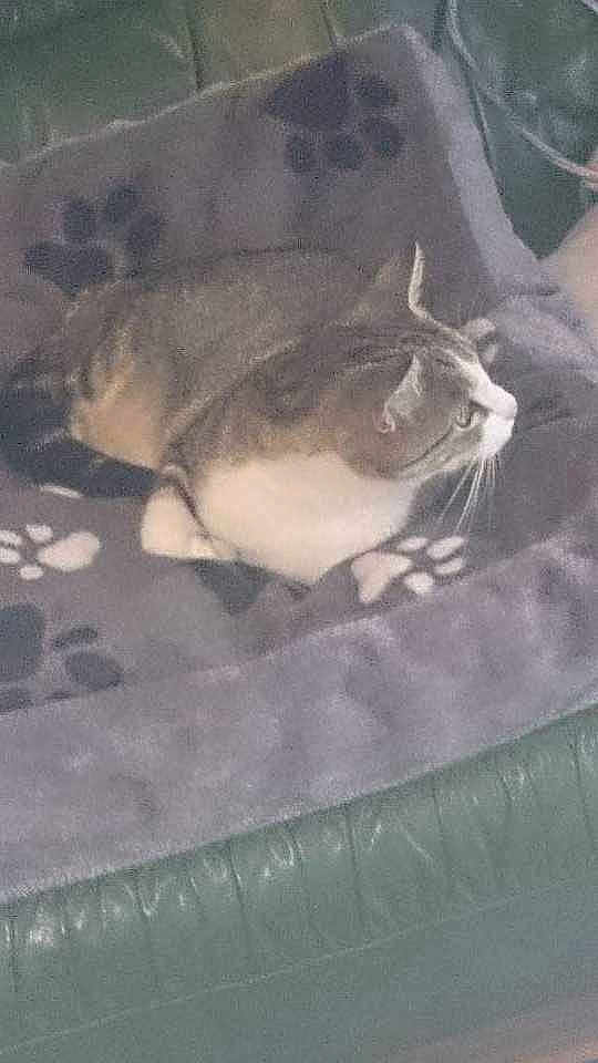 Dora