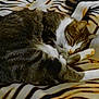 Dora participe au concours pour gagner de l'argent avec cette photo :