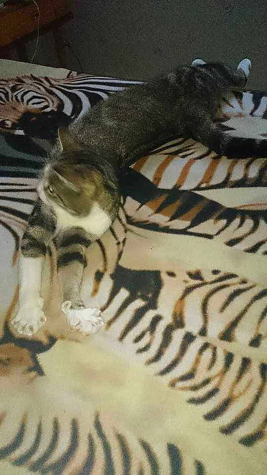 Dora