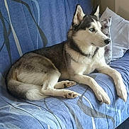 Bourreau participe au concours pour gagner de l'argent avec cette photo : alaskan_klee_kai, alaskan_malamute, carnivoran, dog, dog_breed, dog_breed_group, dog_like_mammal, miniature_siberian_husky, native_american_indian_dog, northern_inuit_dog, saarloos_wolfdog, sakhalin_husky, seppala_siberian_sleddog, siberian_husky, sled_dog, snout, tamaskan_dog, utonagan, whiskers, wolfdog