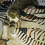 Bourreau participe au concours pour gagner de l'argent avec cette photo :