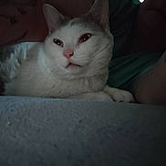 Opale Dit Zouzou participe au concours pour gagner de l'argent avec cette photo : cat, animal, pet, white_cat, gray_cat, feline, lying_down, indoor, low_light, soft_surface, person, tattoo, relaxing, close_up, sleepy, cozy, resting, domestic_animal, cute, companion