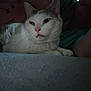 cat, animal, pet, white_cat, gray_cat, feline, lying_down, indoor, low_light, soft_surface, person, tattoo, relaxing, close_up, sleepy, cozy, resting, domestic_animal, cute, companion