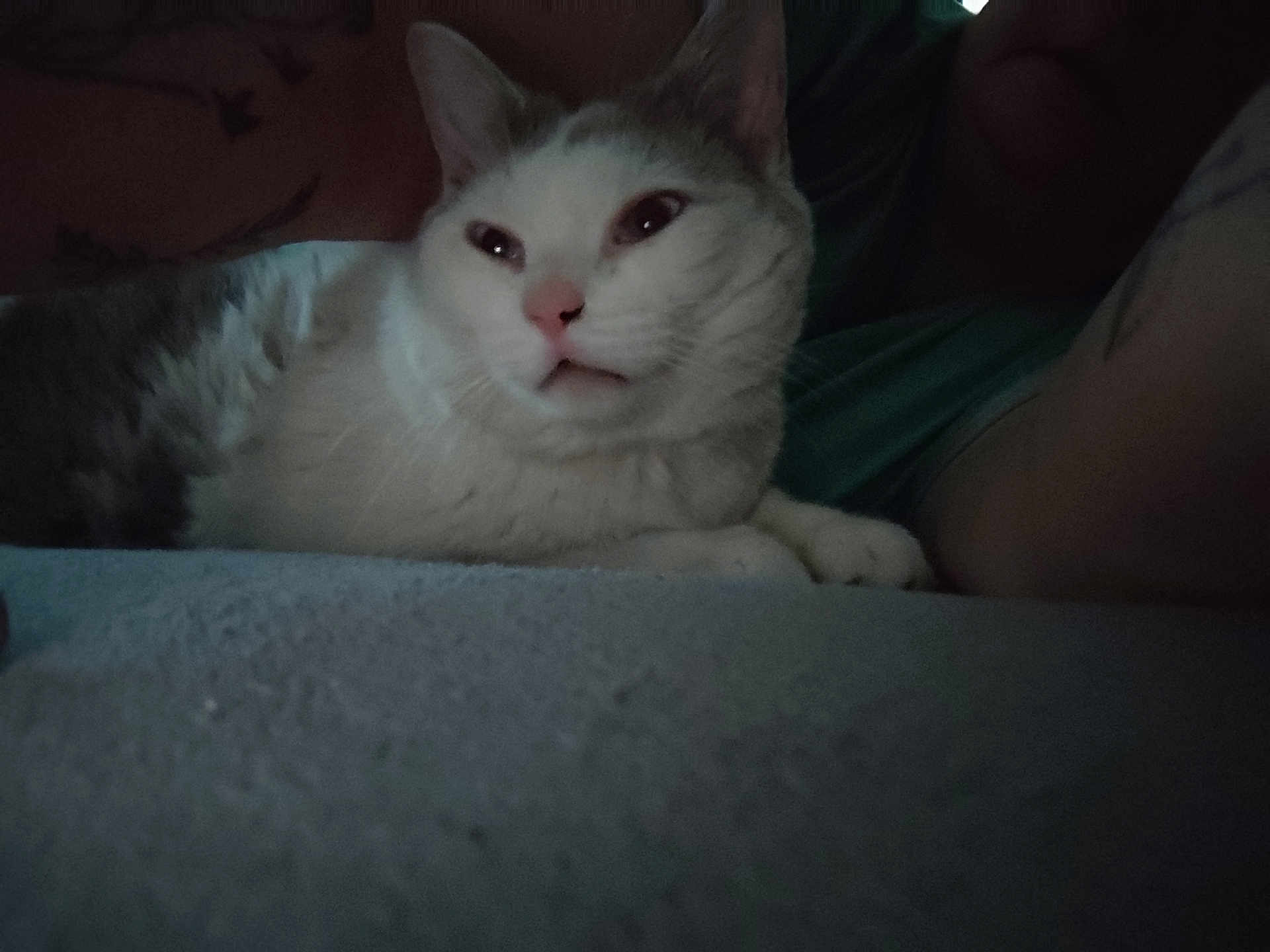 Opale Dit Zouzou participe au concours pour gagner de l'argent avec cette photo : cat, animal, pet, white_cat, gray_cat, feline, lying_down, indoor, low_light, soft_surface, person, tattoo, relaxing, close_up, sleepy, cozy, resting, domestic_animal, cute, companion