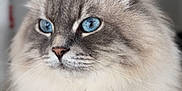 Tolstoy a rejoint le concours — aidez-le/la à gagner de superbes lots ! cat, blue_eyes, fluffy, fur, pet, animal, domestic_animal, portrait, close_up, whiskers, paws, cute, indoor, mammal, feline, relaxed, sitting, soft, gray, white