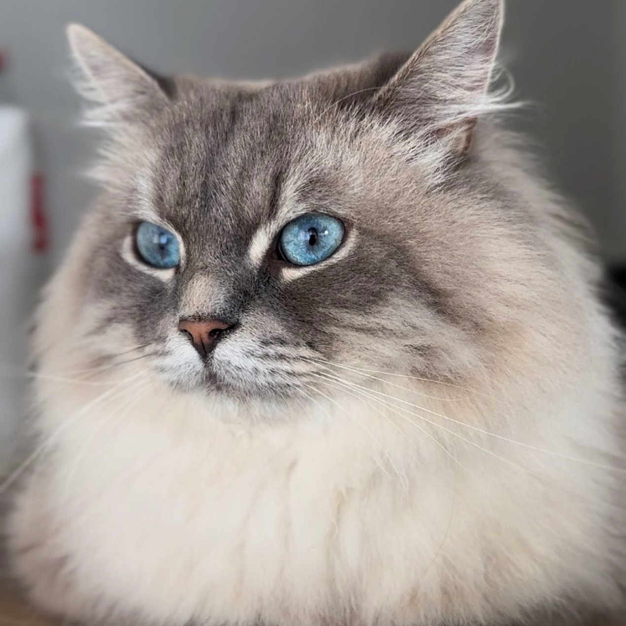 Tolstoy a rejoint le concours — aidez-le/la à gagner de superbes lots ! animal, blue_eyes, cat, close_up, cute, domestic_animal, feline, fluffy, fur, gray, indoor, mammal, paws, pet, portrait, relaxed, sitting, soft, whiskers, white