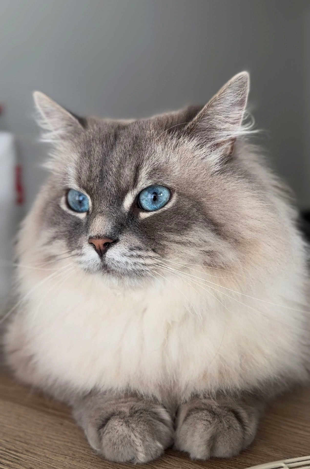 Tolstoy a rejoint le concours — aidez-le/la à gagner de superbes lots ! cat, blue_eyes, fluffy, fur, pet, animal, domestic_animal, portrait, close_up, whiskers, paws, cute, indoor, mammal, feline, relaxed, sitting, soft, gray, white