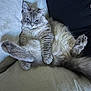 Tolstoy a rejoint le concours — aidez-le/la à gagner de superbes lots ! cat, fluffy, gray_cat, pet, relaxed, couch, indoor, feline, fur, whiskers, paw, animal, cute, laying_down, resting, looking_at_camera, cozy, soft_texture, home, mischievous