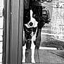 dog, black_and_white, glass_door, reflection, bandana, pet, animal, window, street, vehicle, person_reflection, door_frame, curtain, sidewalk, urban, looking, standing, front_paw, collar, leash