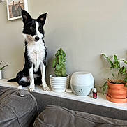 Atlas is registered to the contest to win money with this photo: dog, border_collie, pet, indoor, plant, potted_plant, cactus, diffuser, couch, sofa, living_room, wall_art, family_photo, furniture, brown, green, white, black, sitting, decor