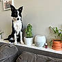dog, border_collie, pet, indoor, plant, potted_plant, cactus, diffuser, couch, sofa, living_room, wall_art, family_photo, furniture, brown, green, white, black, sitting, decor