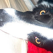 Atlas is registered to the contest to win money with this photo: dog, close_up, black_and_white, pet, animal, blanket, red, fur, eyes, lying_down, indoors, cozy, portrait, canine, snout, whiskers, fur_texture, resting, domestic_animal, alert