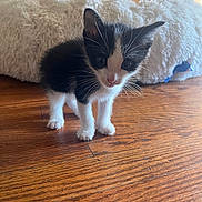 River is registered to the contest to win money with this photo: kitten, black_and_white, cat, wooden_floor, pet_bed, fluffy, indoor, curious, young, small, animal, feline, whiskers, ears, cute, domestic, flooring, soft_light, background, cozy