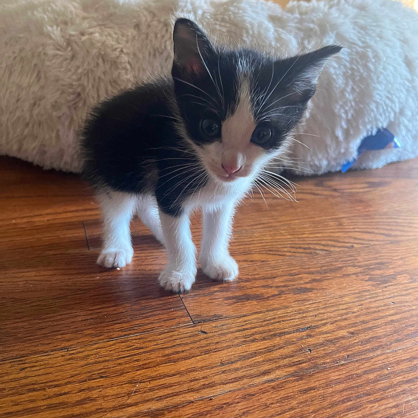 River is registered to the contest to win money with this photo: kitten, black_and_white, cat, wooden_floor, pet_bed, fluffy, indoor, curious, young, small, animal, feline, whiskers, ears, cute, domestic, flooring, soft_light, background, cozy