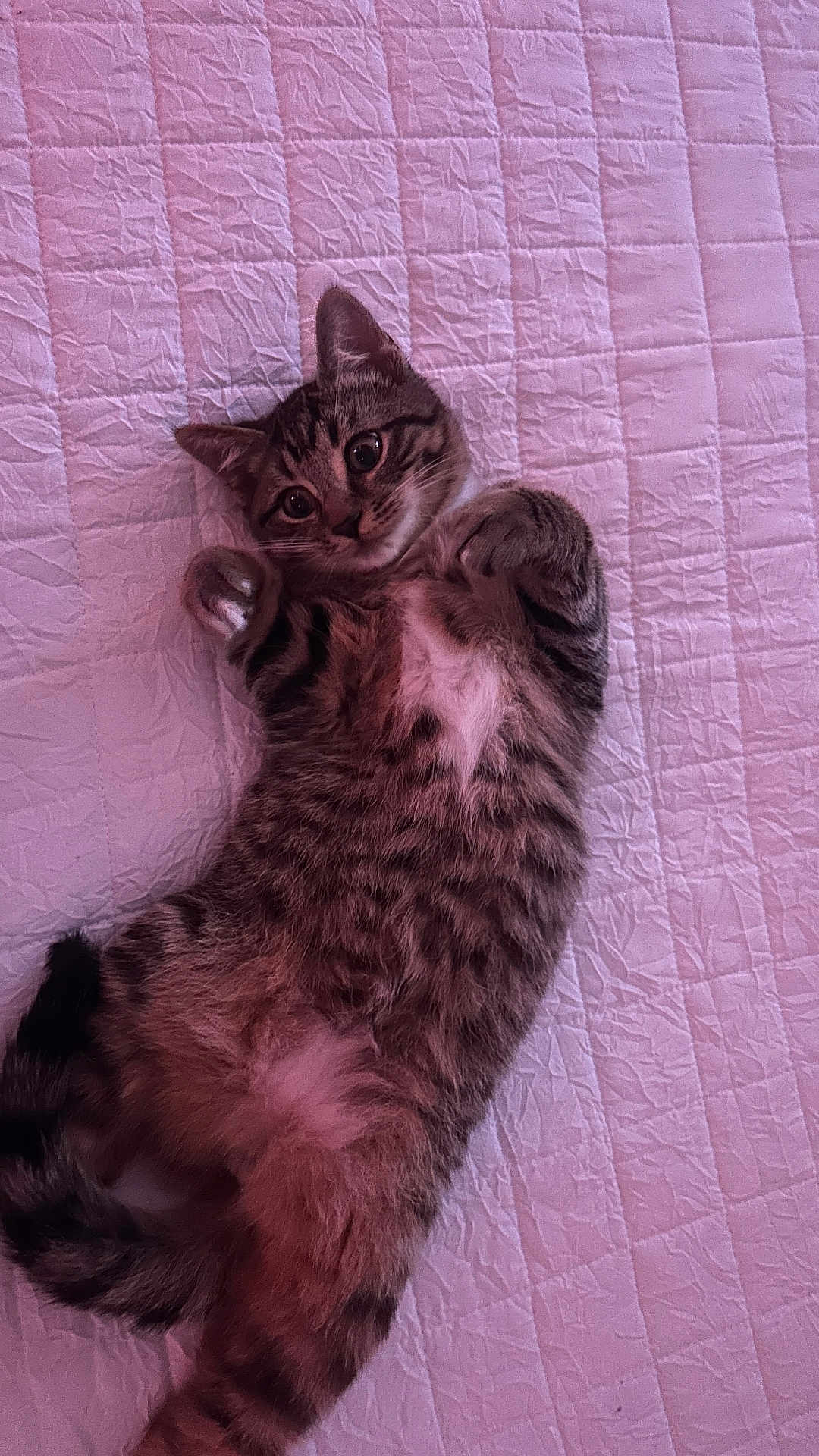Benji joined the competition — help win amazing prizes! kitten, cat, tabby, pet, animal, fur, cute, lying_down, bed, quilt, pink, texture, whiskers, paws, young, domestic_cat, playful, adorable, resting, indoor