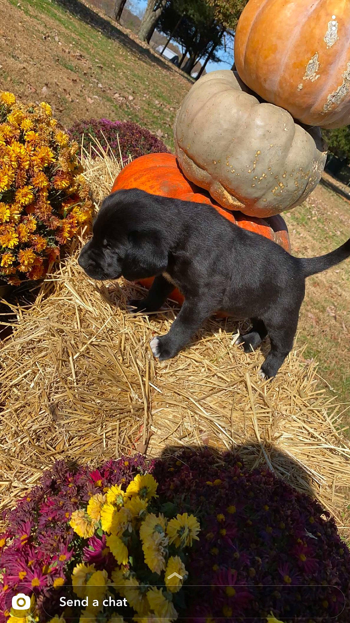 Creek is registered to the contest to win money with this photo: _and_melon_family, _gourd, annual_plant, artificial_flower, calabaza, carnivore, cucumber, cucurbita, cut_flowers, floral_design, floristry, flower, flower_arranging, gourd, petal, produce, pumpkin, snout, squash, terrestrial_animal