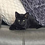 animal, black_kitten, blanket, cat, couch, cozy, cute, eyes, feline, fur, home, indoor, kitten, leather, pet, pillow, relaxing, resting, whiskers, young_animal