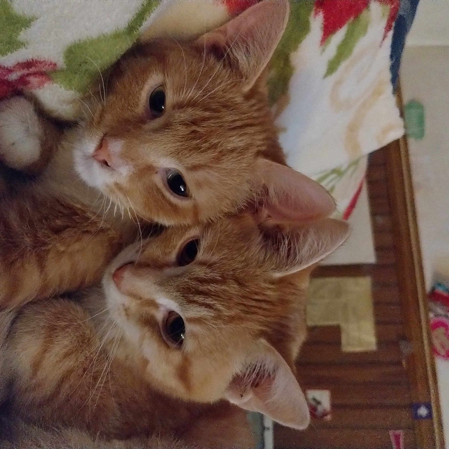 Morris And Red