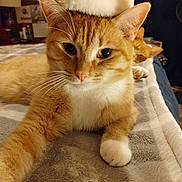 Morris joined the competition — help win amazing prizes! animal, bed, blanket, cat, closeup, cozy, cute, domestic_cat, feline, fur, ginger_cat, holiday, indoor, paw, pet, resting, santa_hat, sleeping, two_cats, whiskers