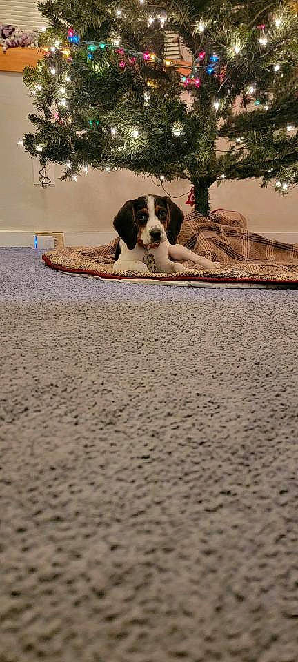 Chance joined the competition — help win amazing prizes! art, canidae, carnivore, companion_dog, dog, dog_breed, fawn, flooring, grass, landscape, moscow_watchdog, painting, plant, road_surface, snout, soil, sporting_group, tints_and_shades, tree, wood