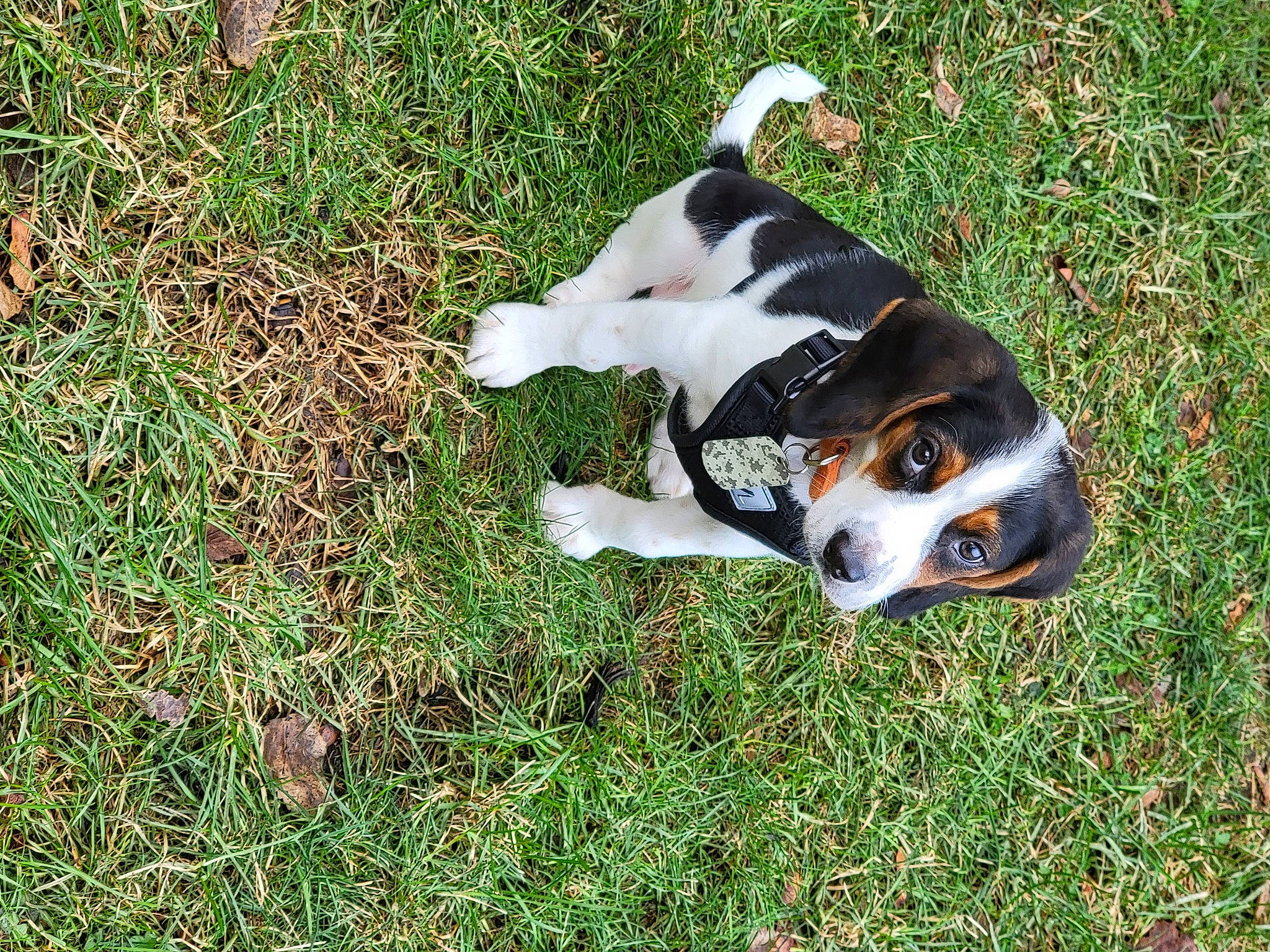 Chance is registered to the contest to win money with this photo: canidae, carnivore, companion_dog, dog, dog_breed, fawn, grass, groundcover, hound, hunting_dog, paw, plant, scent_hound, snout, sporting_group, tail, terrestrial_animal, working_animal, working_dog