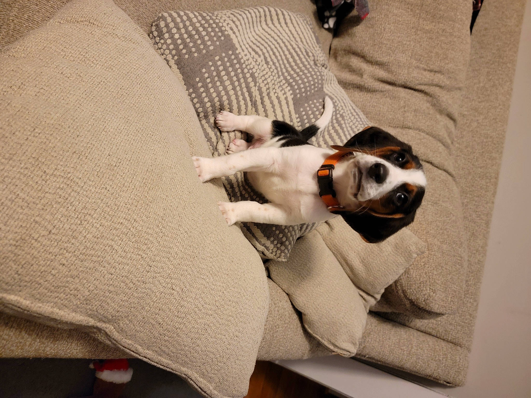 Chance is registered to the contest to win money with this photo: canidae, carnivore, comfort, companion_dog, couch, dog, dog_breed, dog_supply, eyewear, fawn, flooring, linens, non_sporting_group, pet_supply, pillow, room, sporting_group, throw_pillow, toy_dog, working_animal