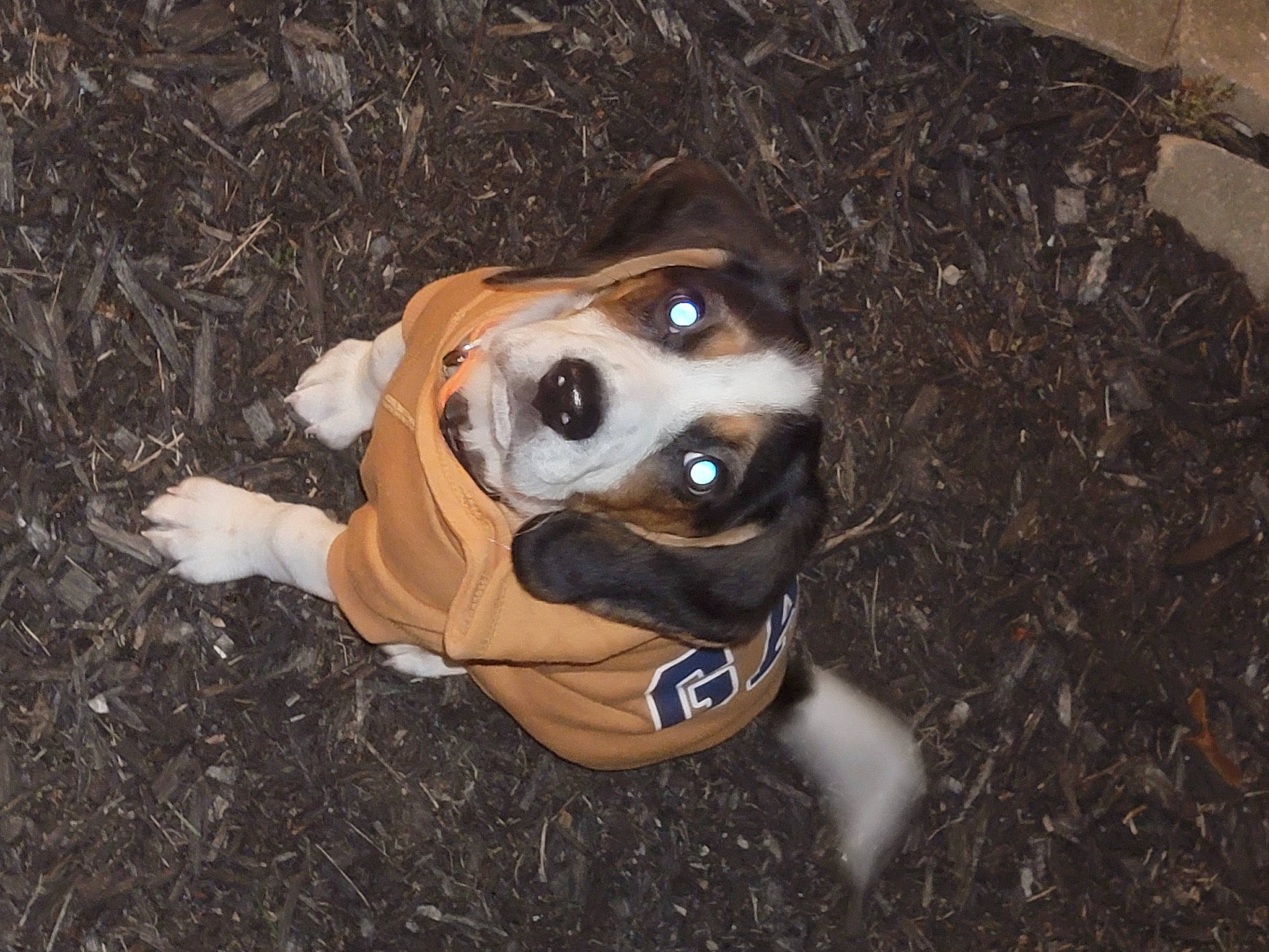 Chance is registered to the contest to win money with this photo: carnivore, collar, companion_dog, dog, dog_breed, dog_clothes, dog_collar, dog_supply, fawn, fur, grass, personal_protective_equipment, pet_supply, plant, snout, sporting_group, toy, whiskers, wood, working_animal