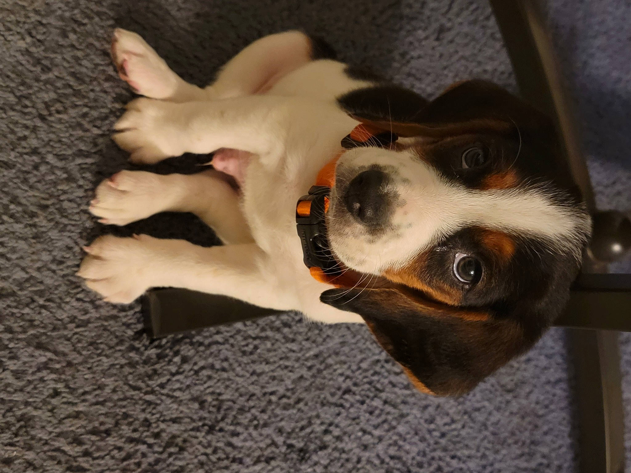 Chance is registered to the contest to win money with this photo: basenji, canidae, carnivore, collar, comfort, companion_dog, dog, dog_breed, dog_collar, fawn, fur, paw, puppy_love, snout, sporting_group, tail, terrier, toy_dog, whiskers, working_animal