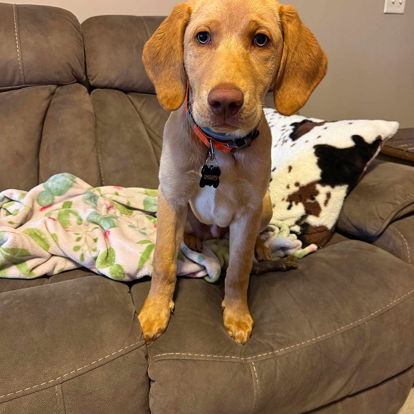 Whiskey is registered to the contest to win money with this photo: animal, architecture, beagle, blanket, building, canine, couch, cushion, dog, furniture, homedecor, hound, indoors, labradorretriever, linen, livingroom, pet, pointer, puppy, room