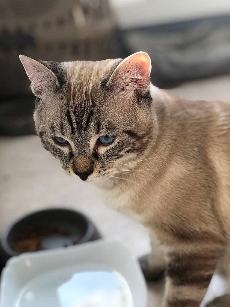 Moumoute a rejoint le concours — aidez-le/la à gagner de superbes lots ! carnivore, cat, cat_supply, claw, dishware, domestic_short_haired_cat, felidae, filmjolk, fur, paw, pet_supply, porcelain, serveware, small_to_medium_sized_cats, tail, terrestrial_animal, tissue_paper, whiskers, window