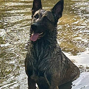 Laika participe au concours pour gagner de l'argent avec cette photo : dog, black_dog, wet_dog, sitting, outdoors, stream, water, river, nature, animal, pet, pointy_ears, open_mouth, tongue, wet_fur, long_fur, portrait, reflection, ripples, daylight