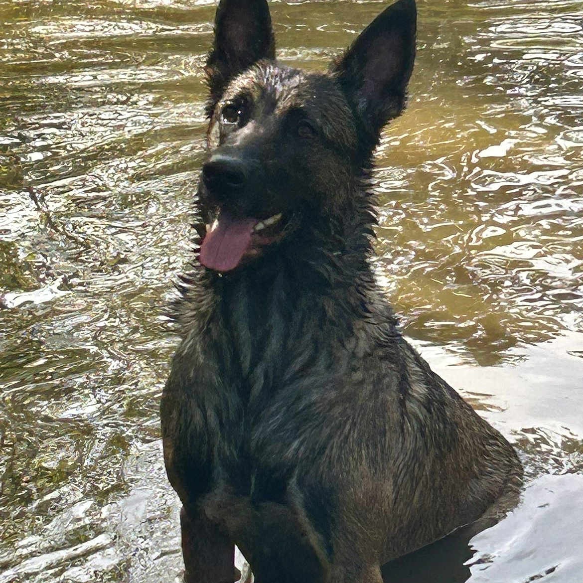 Laika