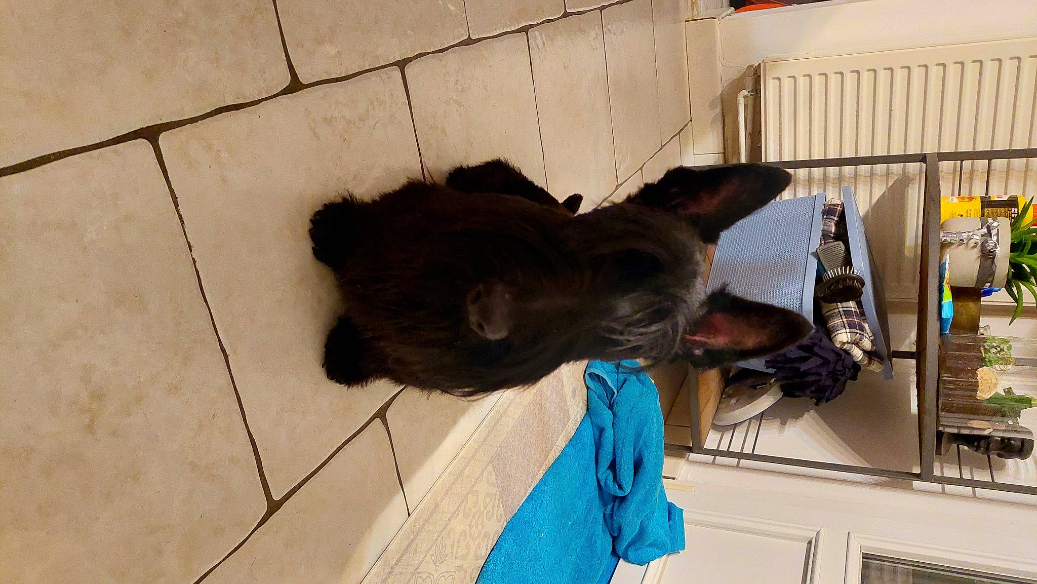 Shadow participe au concours pour gagner de l'argent avec cette photo : canidae, carnivore, companion_dog, dog, dog_breed, fawn, felidae, flooring, fur, guard_dog, liver, pet_supply, small_to_medium_sized_cats, snout, sporting_group, tail, terrestrial_animal, window, wood, working_animal