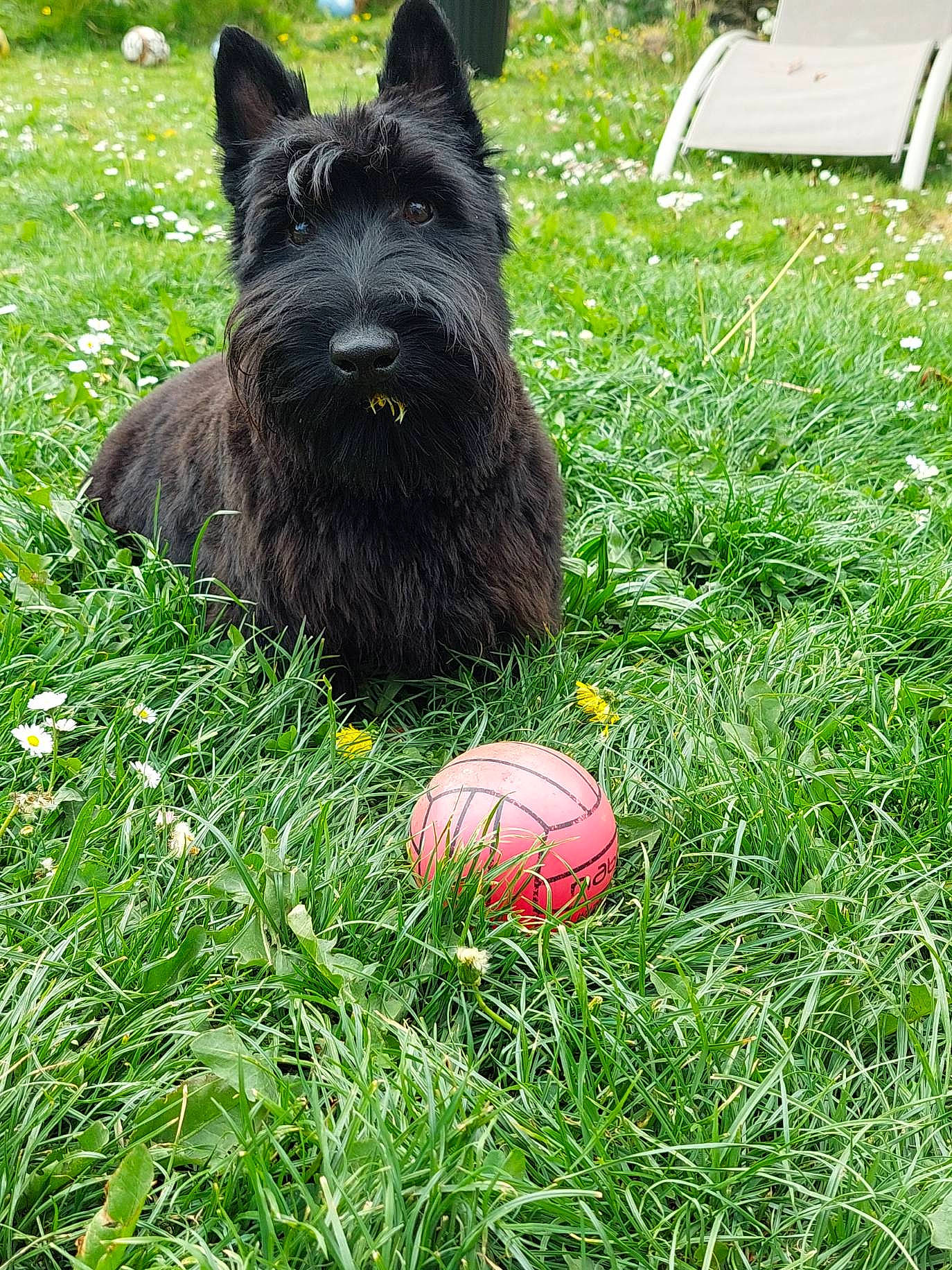 Shadow a rejoint le concours — aidez-le/la à gagner de superbes lots ! ball, carnivore, companion_dog, dog, dog_breed, dog_supply, grass, green, groundcover, herding_dog, lawn, plant, small_terrier, snout, sports_equipment, tail, tennis_ball, terrier, working_animal, working_dog