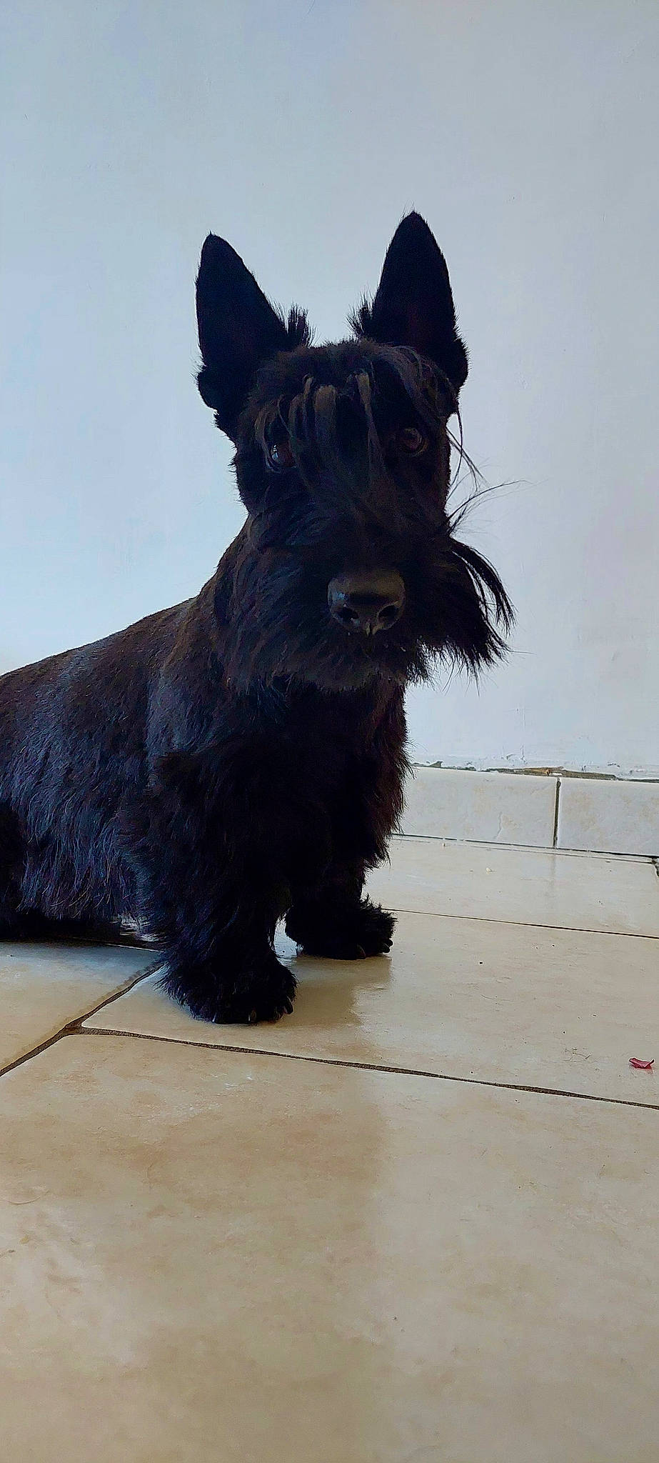 Shadow participe au concours pour gagner de l'argent avec cette photo : canidae, carnivore, collar, companion_dog, dog, dog_breed, dog_collar, dog_supply, electric_blue, fur, liver, small_terrier, snout, sporting_group, terrestrial_animal, working_animal, working_dog