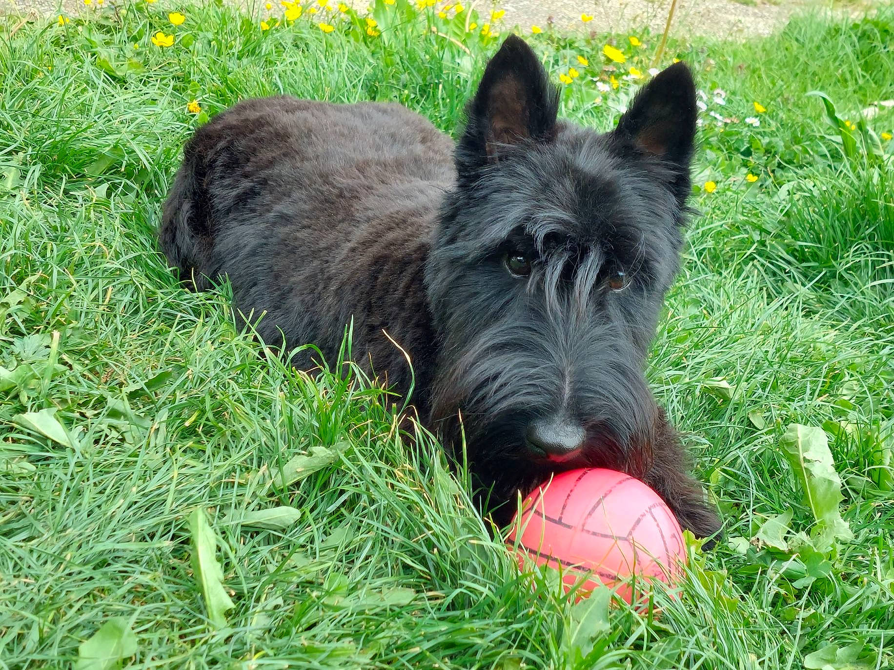 Shadow a rejoint le concours — aidez-le/la à gagner de superbes lots ! ball, canidae, carnivore, companion_dog, dog, dog_breed, dog_supply, grass, grassland, groundcover, irish_terrier, lawn, plant, small_terrier, snout, sporting_group, terrier, working_animal