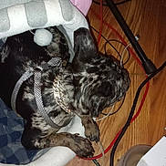 Dahlia is registered to the contest to win money with this photo: animal, black_plug, cables, cords, cozy, dog, dog_collar, electronics, fabric, floor, household, indoor, patterned_fur, pet, pet_bed, pink_ear, plug, resting, sleeping_dog, wooden_floor