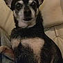 Jalia a rejoint le concours — aidez-le/la à gagner de superbes lots ! canidae, carnivore, chihuahua, corgi_chihuahua, dog, dog_breed, english_toy_terrier, feist, mammal, puppy, snout, sporting_group, teddy_roosevelt_terrier, toy_dog, vertebrate, whiskers