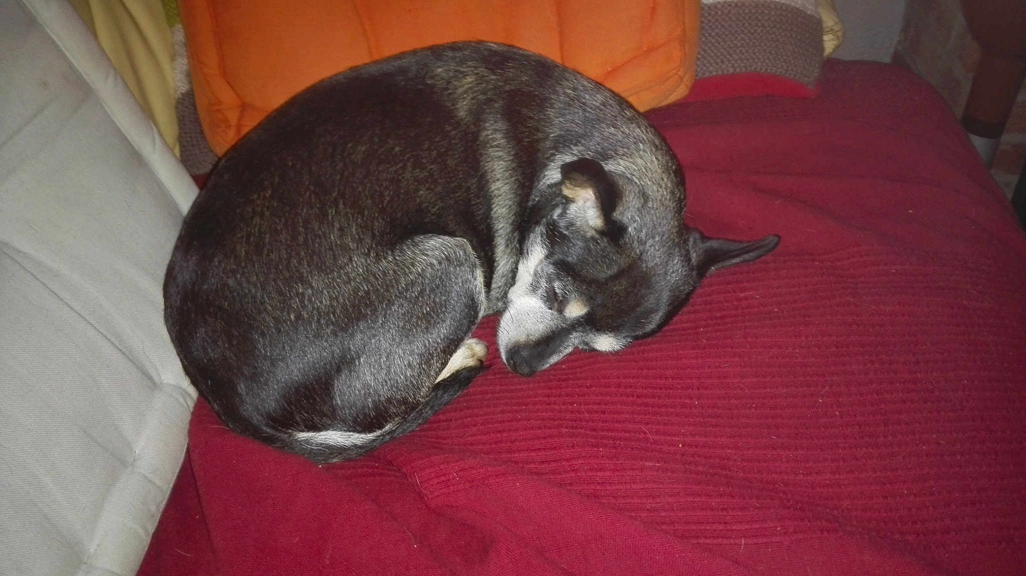 Jalia a rejoint le concours — aidez-le/la à gagner de superbes lots ! canidae, carnivore, cat, dog_breed, felidae, mammal, nap, snout, tail, vertebrate, whiskers