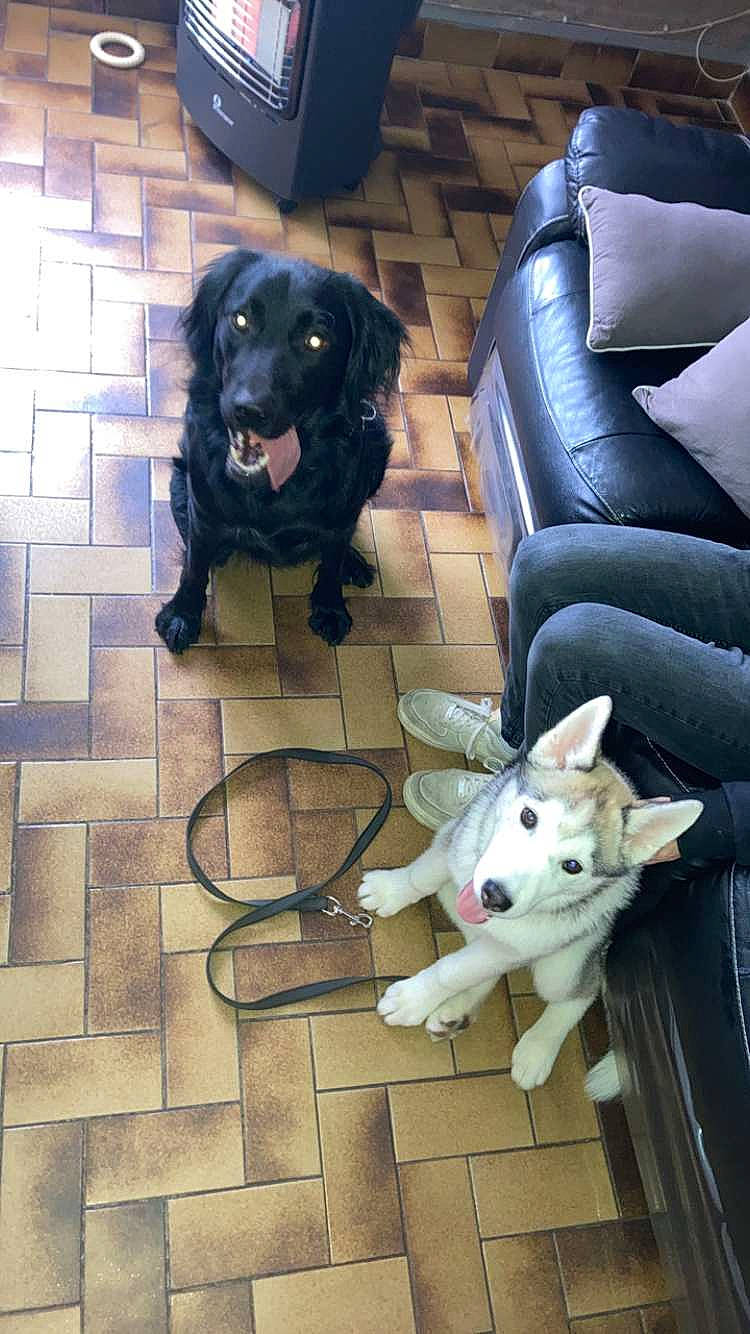 Taïko a rejoint le concours — aidez-le/la à gagner de superbes lots ! borador, canidae, carnivore, collar, companion_dog, dog, dog_breed, dog_collar, floor, flooring, fur, guard_dog, mammal, puppy, sitting, sporting_group, tail, vertebrate, working_animal, working_dog