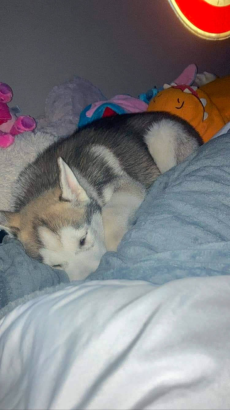 Taïko participe au concours pour gagner de l'argent avec cette photo : bedding, blanket, canidae, carnivore, cat, comfort, dog_breed, domestic_short_haired_cat, felidae, fur, linens, nap, paw, room, sleep, small_to_medium_sized_cats, snout, tail, textile, whiskers