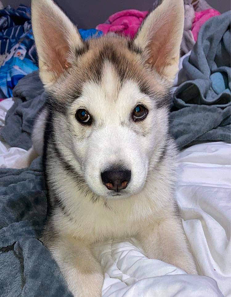 Taïko a rejoint le concours — aidez-le/la à gagner de superbes lots ! art, canidae, canis, carnivore, companion_dog, dog, dog_breed, eye, eyelash, fur, head, jaw, sled_dog, snout, terrestrial_animal, whiskers, wildlife, wolf, working_animal, working_dog