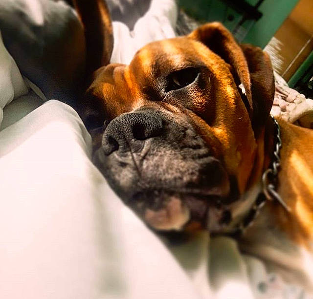Bender joined the competition — help win amazing prizes! australian_bulldog, boxer, british_bulldogs, bulldog, canidae, carnivore, companion_dog, dog, dog_breed, fawn, mammal, non_sporting_group, nose, old_english_bulldog, olde_english_bulldogge, puppy_love, skin, snout, toy_bulldog, wrinkle