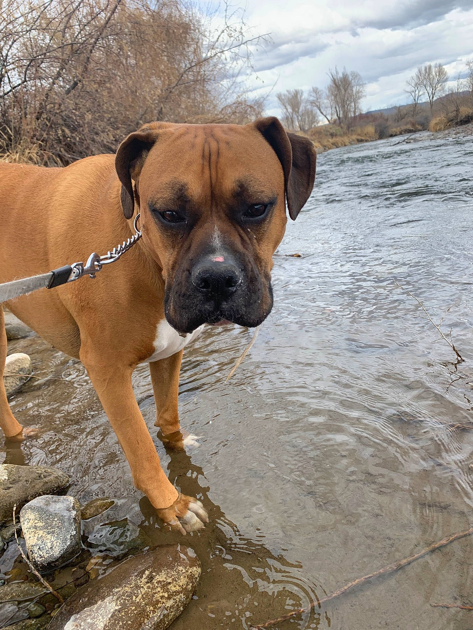 Bender joined the competition — help win amazing prizes! alano_espanol, black_mouth_cur, boerboel, boxer, bullmastiff, canidae, carnivore, dog, dog_breed, english_mastiff, fawn, mammal, molosser, perro_de_presa_canario, perro_de_presa_mallorquin, rare_breed_dog, snout, sporting_group, vertebrate, working_dog
