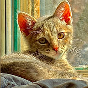 Yammy joined the competition — help win amazing prizes! cat, kitten, tabby, window, sunlight, fur, whiskers, ears, blanket, cozy, indoor, pet, animal, resting, curious, young, soft, cute, sleepy, relaxed